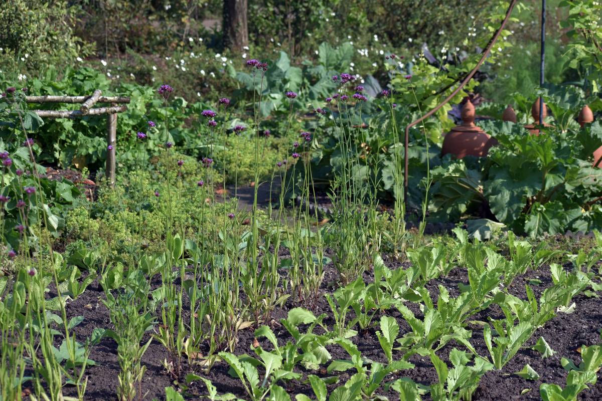 Liquid fertilizer for vegetables being diluted in a watering can next to tomato seedlings in a raised bed