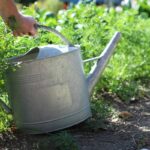 Liquid Fertilizer for Vegetables: 7 Proven Tips to Avoid Burnt Leaves and Stunted Growth