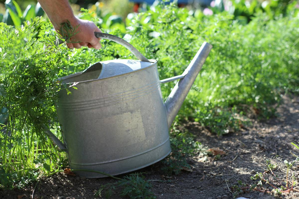 Liquid Fertilizer for Vegetables: 7 Proven Tips to Avoid Burnt Leaves and Stunted Growth